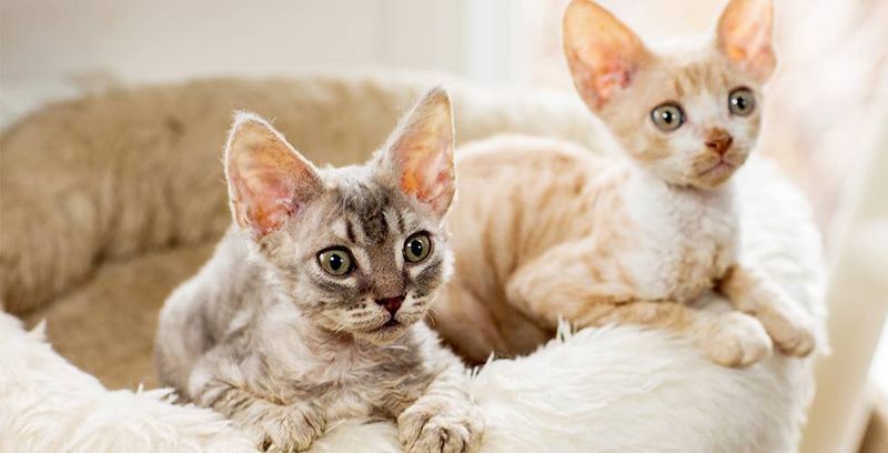 Devon Rex
