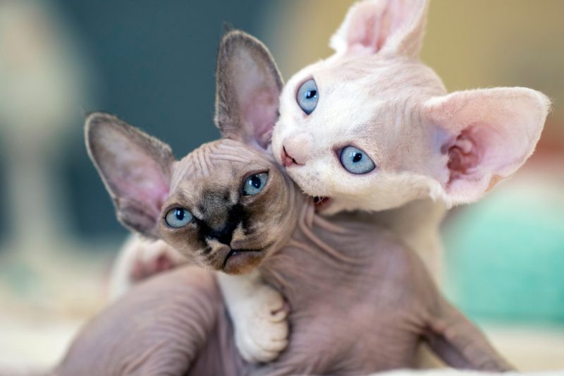 Devon Rex