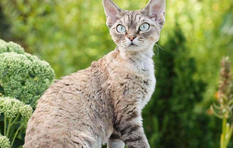 Devon Rex