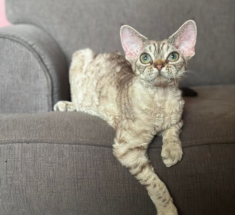 Devon Rex