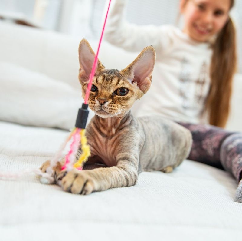 Devon Rex