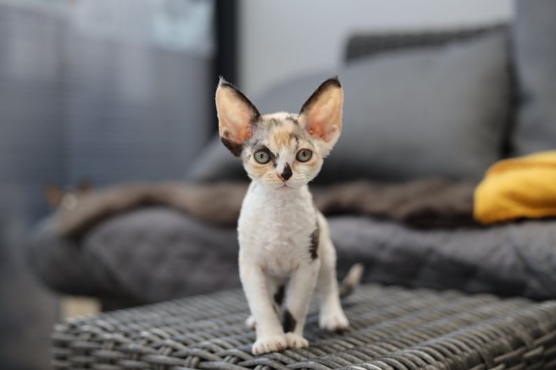 Devon Rex Darling