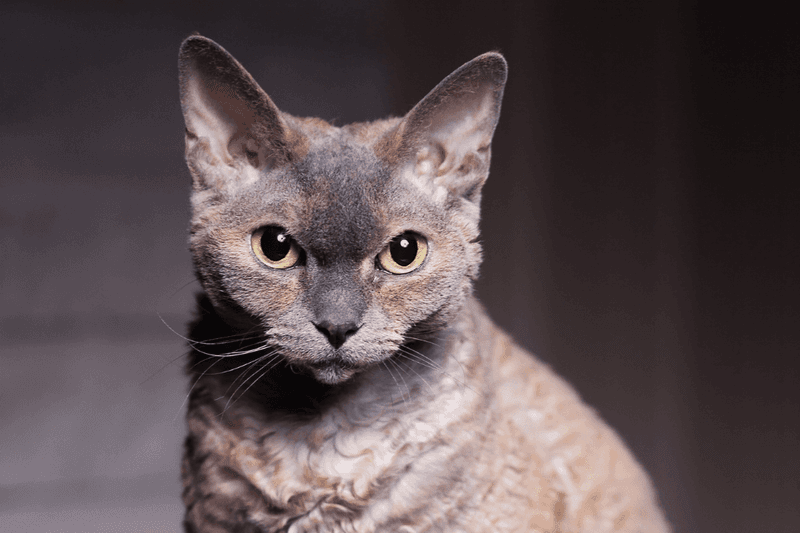 Devon Rex