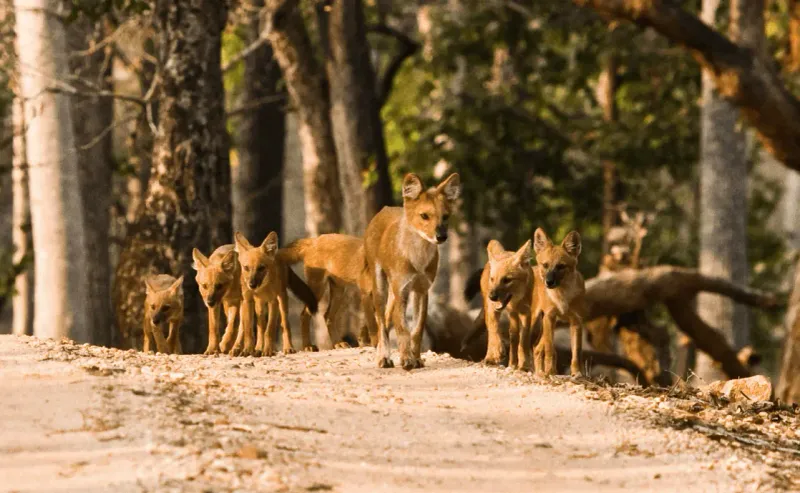 Dhole