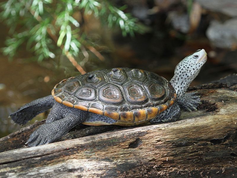 Diamondback Terrapin