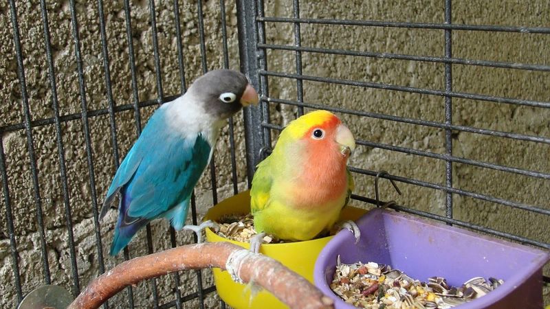Diet Preferences