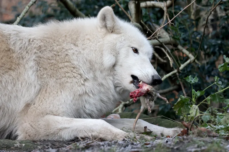 Diet and Hunting Techniques