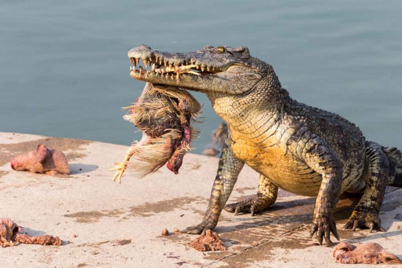 Diet and Prey