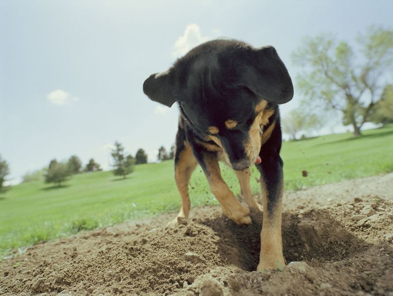 Digging Delight