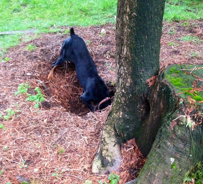 Digging Holes