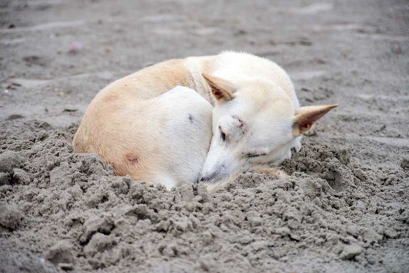 Digging and Fluffing