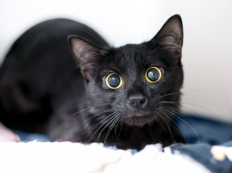 Dilated Pupils