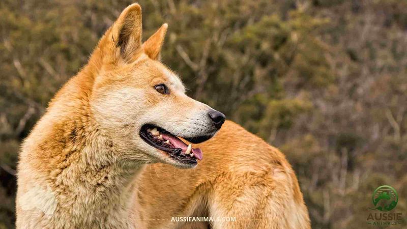 Dingo