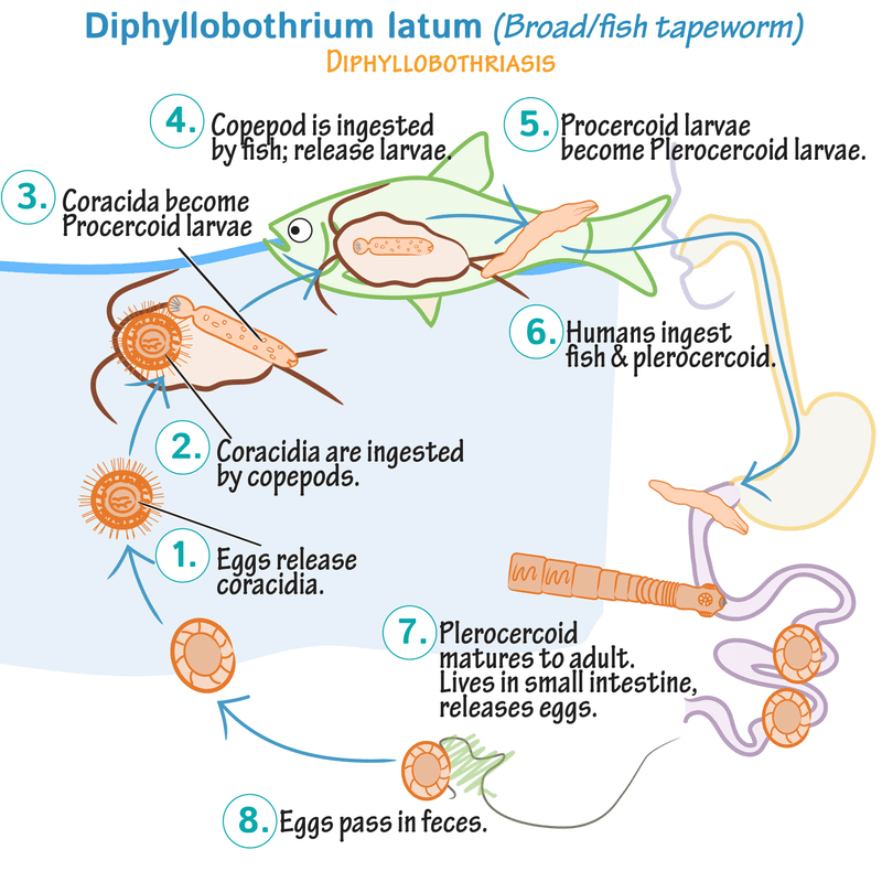 Diphyllobothrium latum