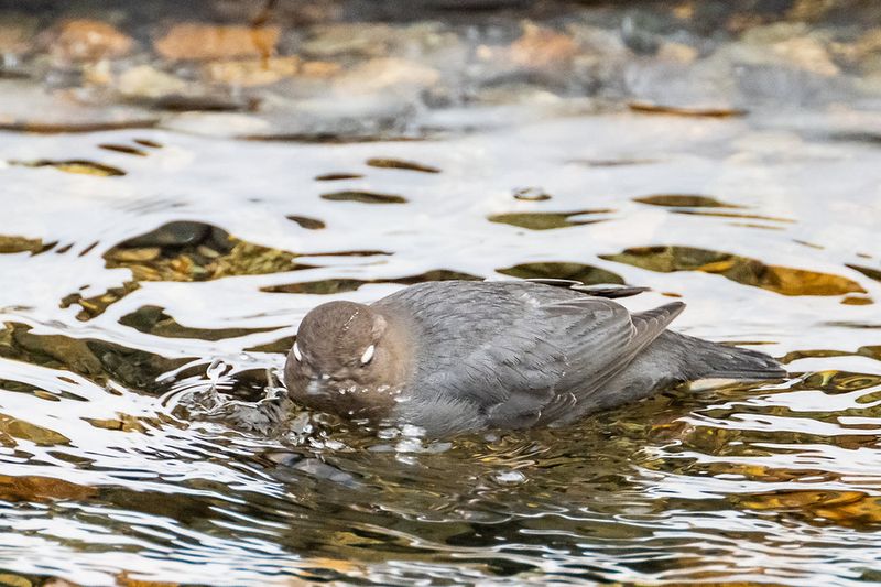 Dipper