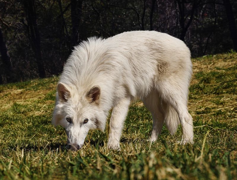 Dire Wolf