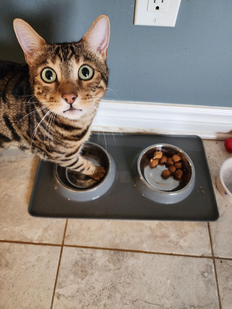 Dirty Food Dishes