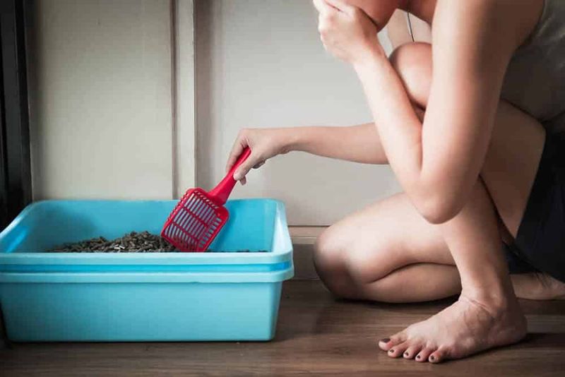 Dirty Litter Box
