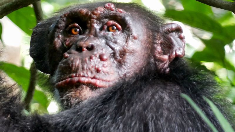 Disease Transmission from Monkeys