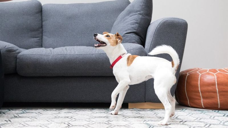Displays Excessive Barking