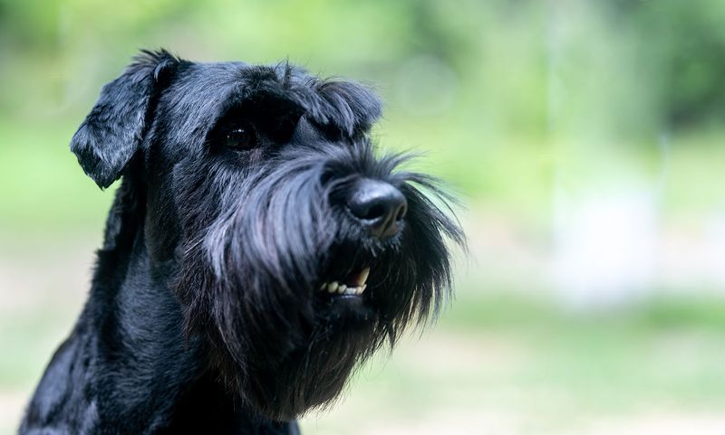 Distinct Bark with Purpose