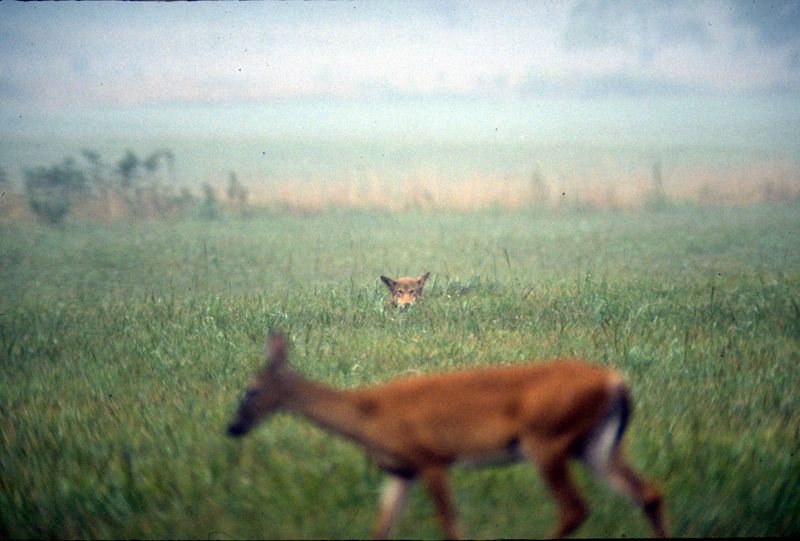 Distinct Hunting Techniques