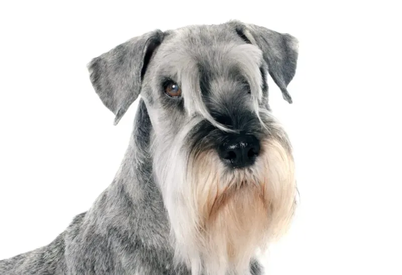 Distinctive Beard and Brows