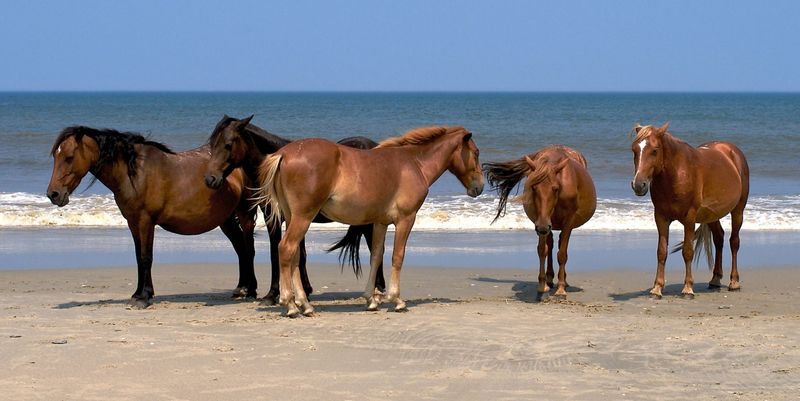 Distinctive Coat Colors