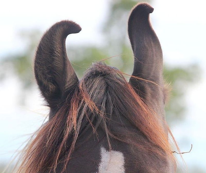 Distinctive Ear Curvature
