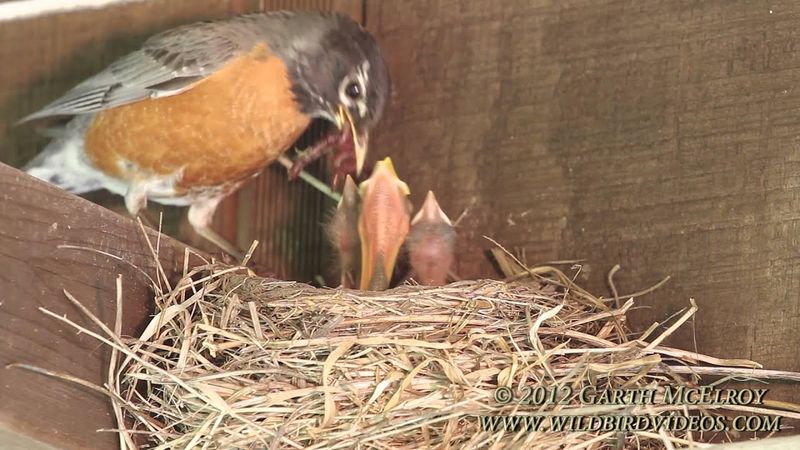 Distinctive Nesting Habits