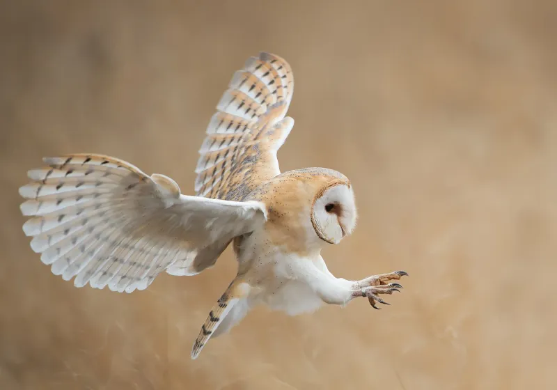 Distinctive Plumage