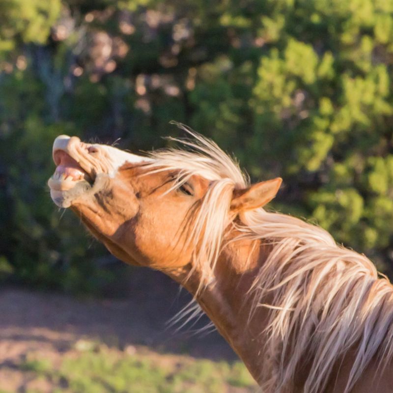 Distinctive Whinnies and Neighs