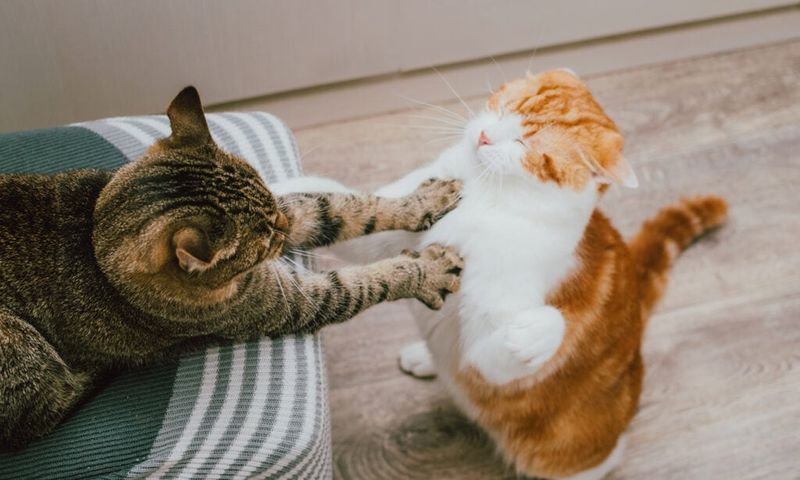 Distract with a Toy
