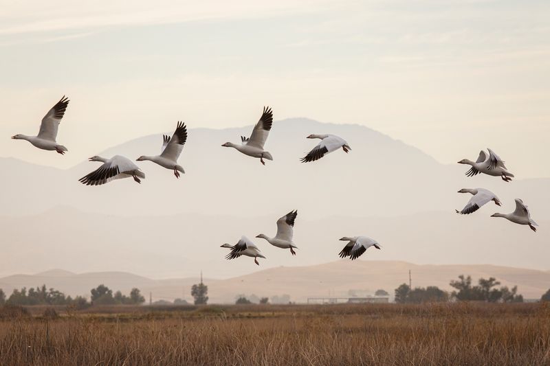 Diverse Ecosystems