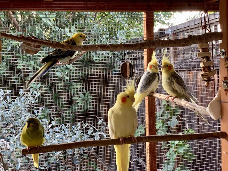 Diverse Perching Options