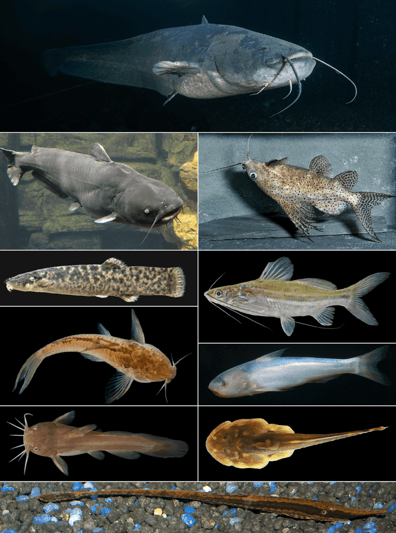 Diverse Species