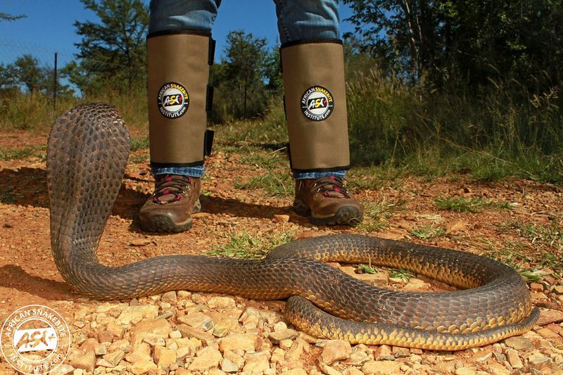 Do Not Harm Snakes