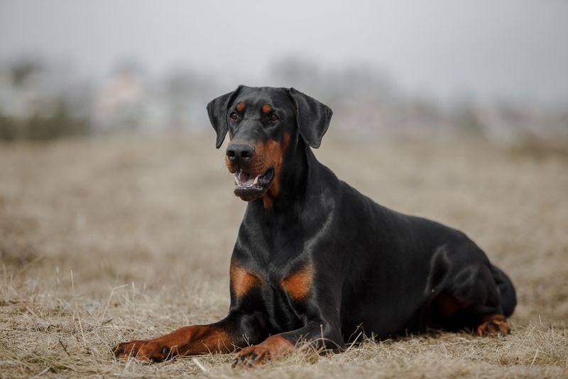 Doberman Pinscher