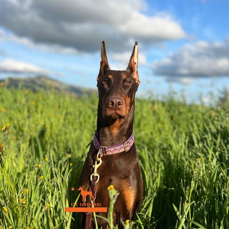 Doberman Pinscher