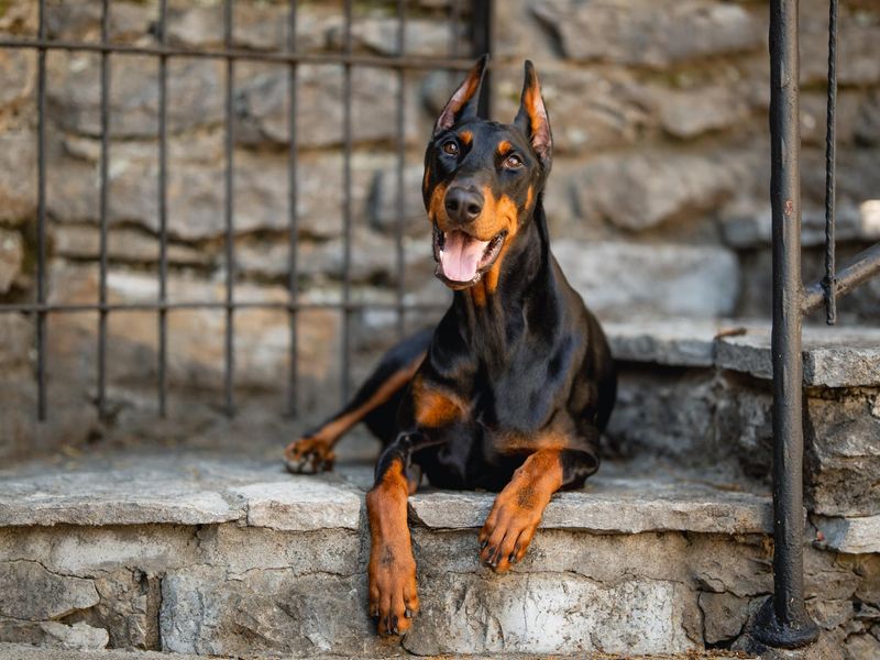 Doberman Pinscher