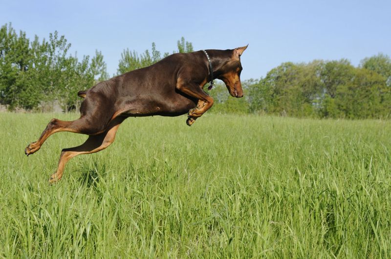 Doberman Pinscher