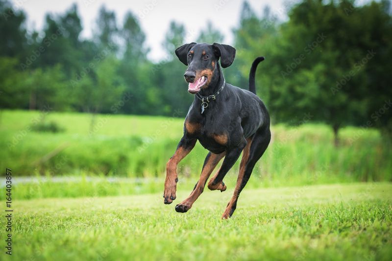 Doberman Pinscher
