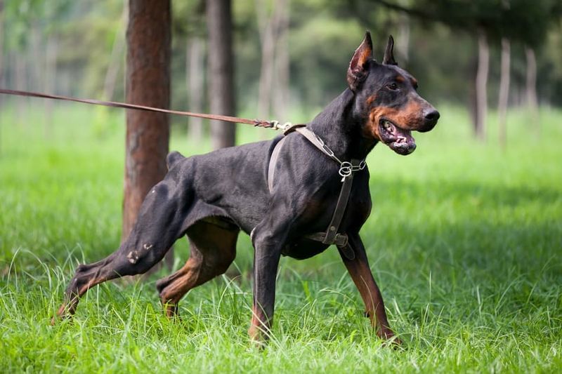 Doberman Pinscher