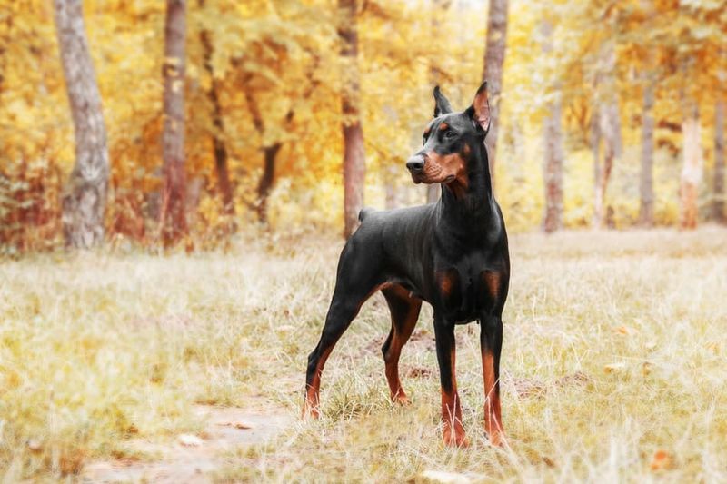 Doberman Pinscher