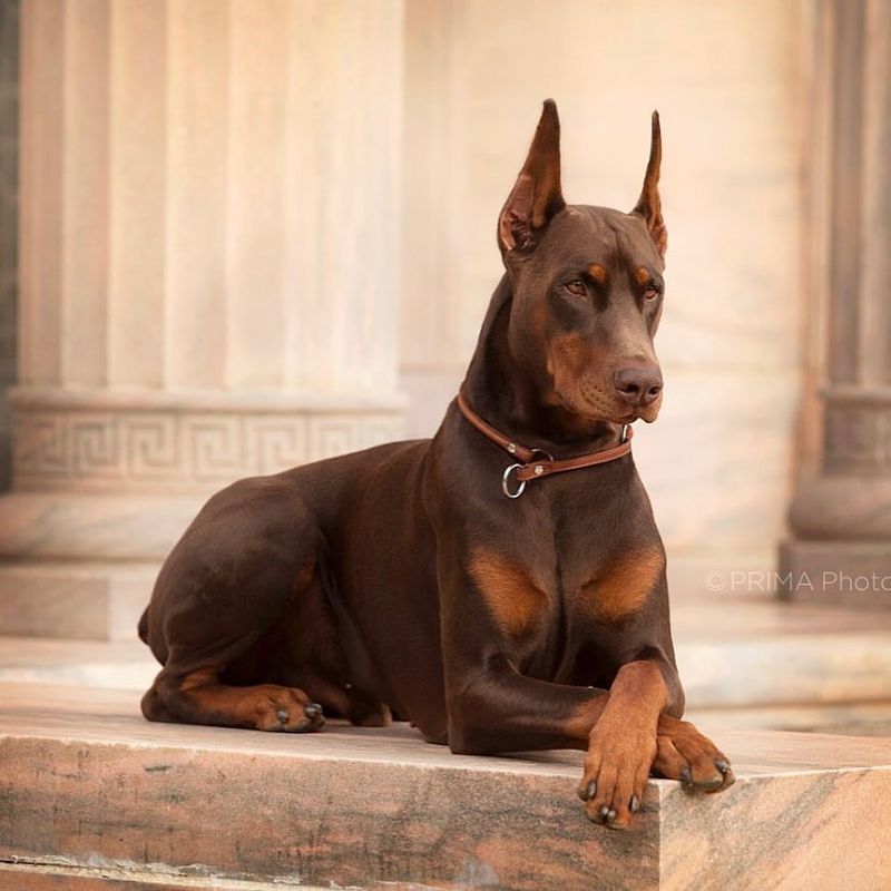 Doberman Pinscher