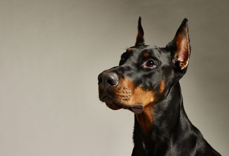 Doberman Pinscher with Expressive Ears
