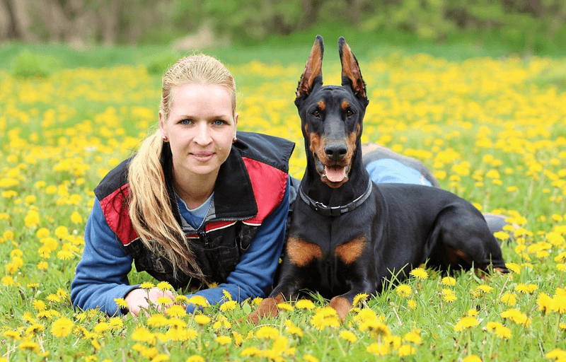 Doberman Pinscher