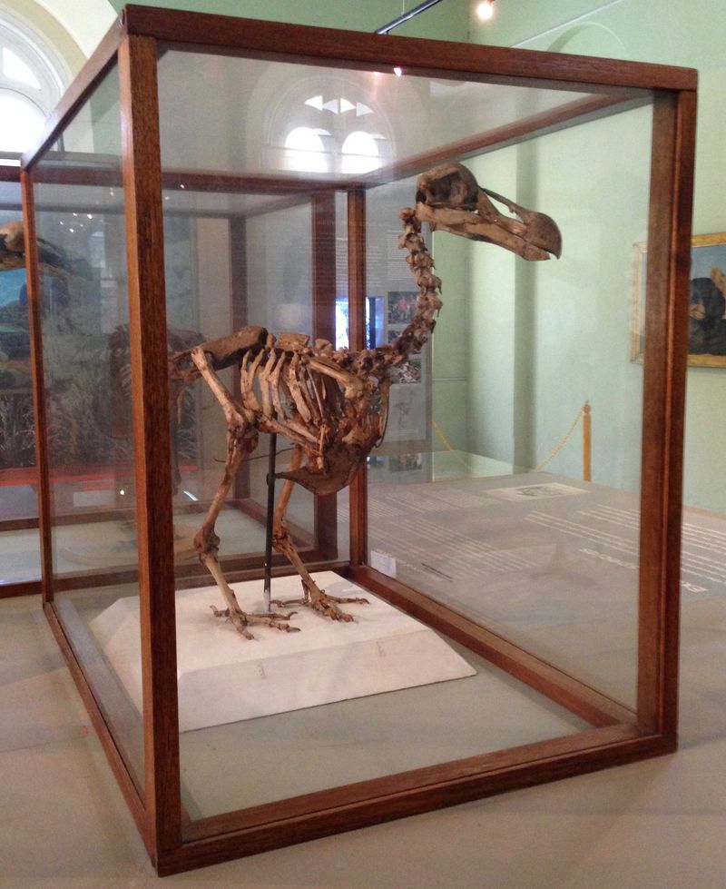 Dodo