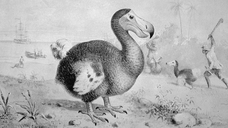 Dodo