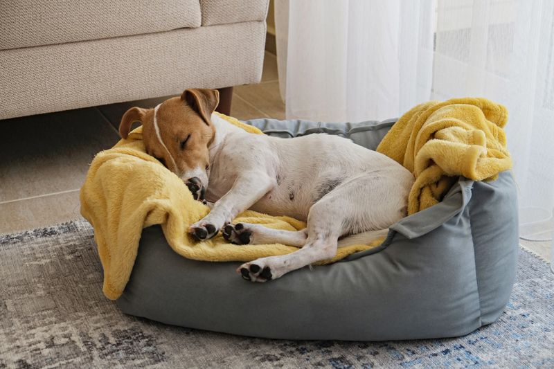 Dog's Sleep Quality